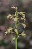 Aplectrum hyemale (Putty-root orchid)