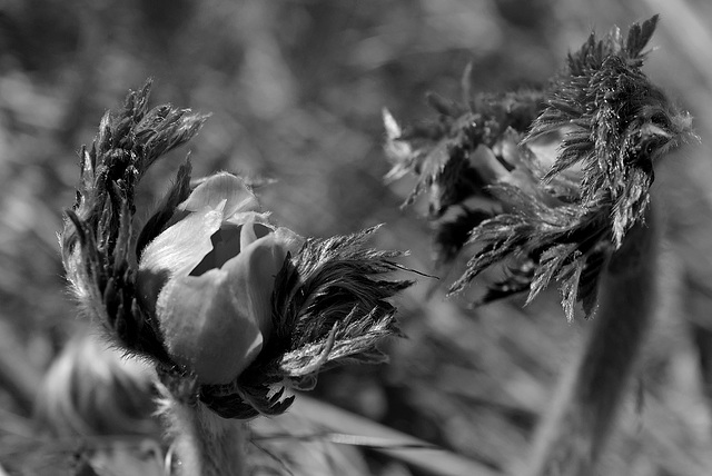 Pulsatilla alpina, Ranunculaceae, Alpes FR