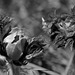 Pulsatilla alpina, Ranunculaceae, Alpes FR
