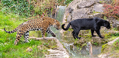 Jaguar and Panther2