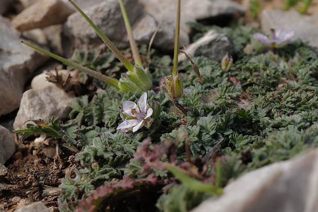 Erodium cicutarium, Calanque de Morgiou