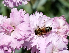 Biene auf Nelken