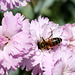 Biene auf Nelken