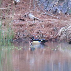 Wood duck