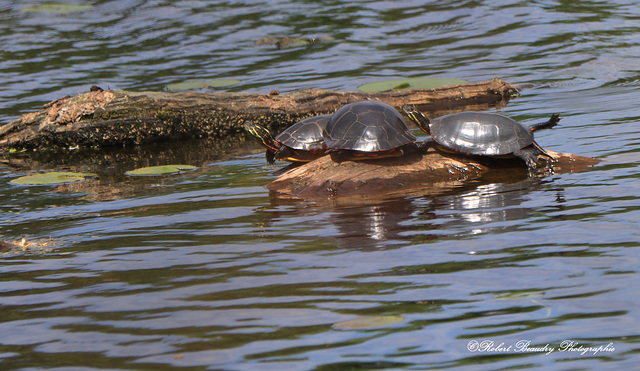 Tortue peinte