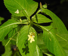 20230710 1714CPw [D~LIP] Kleinblütiges Springkraut (Impatiens parviflora), Grüne Stinkwanze, Bad Salzuflen