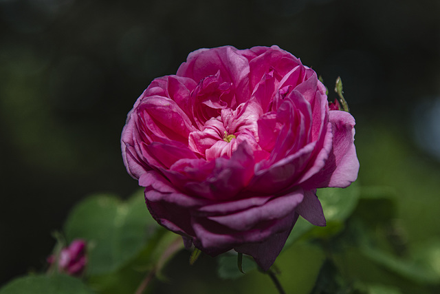 Duftrose