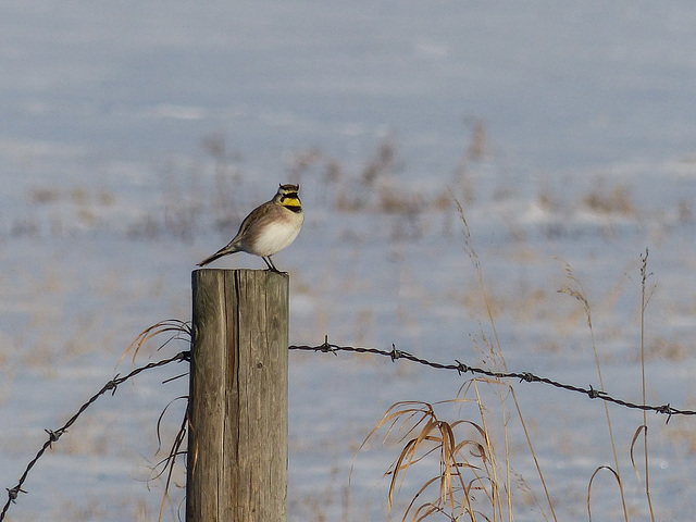 Horned Lark