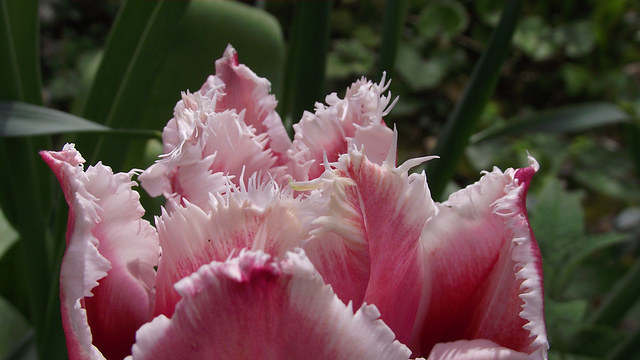 A gorgeous feathered tulip