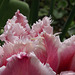 A gorgeous feathered tulip