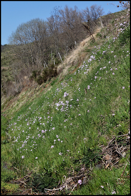 Cardamine des prés (7)