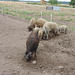 Biohaltung von Wollschweinen