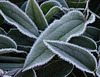 Clematis armandii