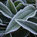 Clematis armandii