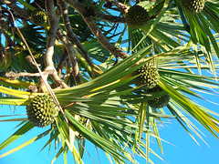 DSC06583 - pinhão-de-Madagascar Pandanus utilis, Pandanaceae