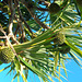 DSC06583 - pinhão-de-Madagascar Pandanus utilis, Pandanaceae