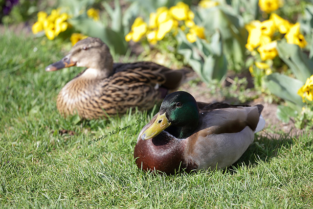 Ente an Stiefmütterchen (Wilhelma)