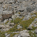 20180827 -0901 Randos Névache (Vallée de la Clarée 05) (536) al