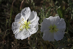 Birdcage Evening Primrose