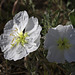 Birdcage Evening Primrose