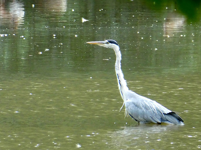 Reiger