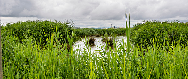 Some views at RSPB Burton wetlands.5jpg