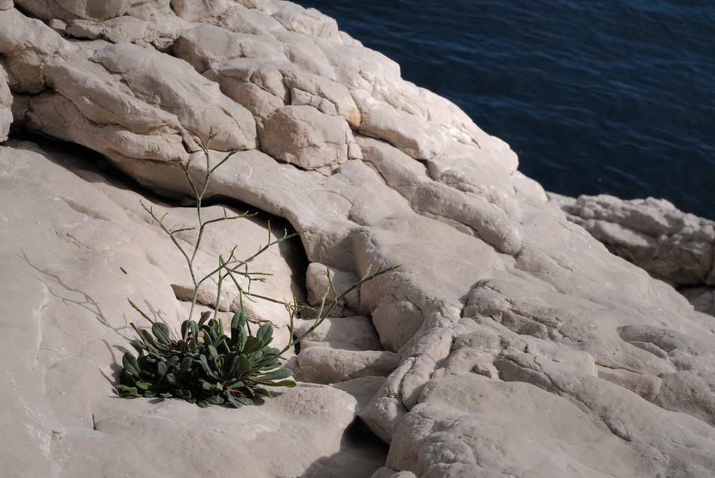 Limonium sinense, Calanque de Morgiou