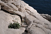 Limonium sinense, Calanque de Morgiou