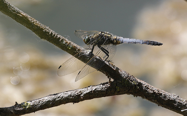 Libellule branchée.... ;-)