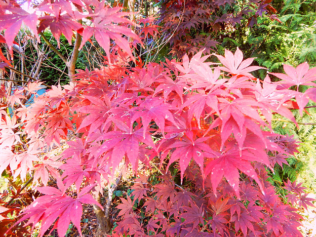 Herbstschmuck (Acer paltatum)