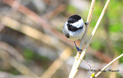 Mésange à tête noire