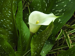 20230710 1716CPw [D~LIP] Gefleckte Calla (Zantedeschia albomaculata), BS