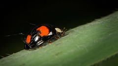 Der Vierfleckige Kugelmarienkäfer (Exochomus quadripustulatus ) hat sich bei mir vorgestellt :))  The four-spotted ladybird (Exochomus quadripustulatus ) introduced itself to me :))  La coccinelle à quatre points (Exochomus quadripustulatus ) s'est