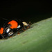 Der Vierfleckige Kugelmarienkäfer (Exochomus quadripustulatus ) hat sich bei mir vorgestellt :))  The four-spotted ladybird (Exochomus quadripustulatus ) introduced itself to me :))  La coccinelle à quatre points (Exochomus quadripustulatus ) s'est