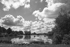 dans le parc naturel de Brière