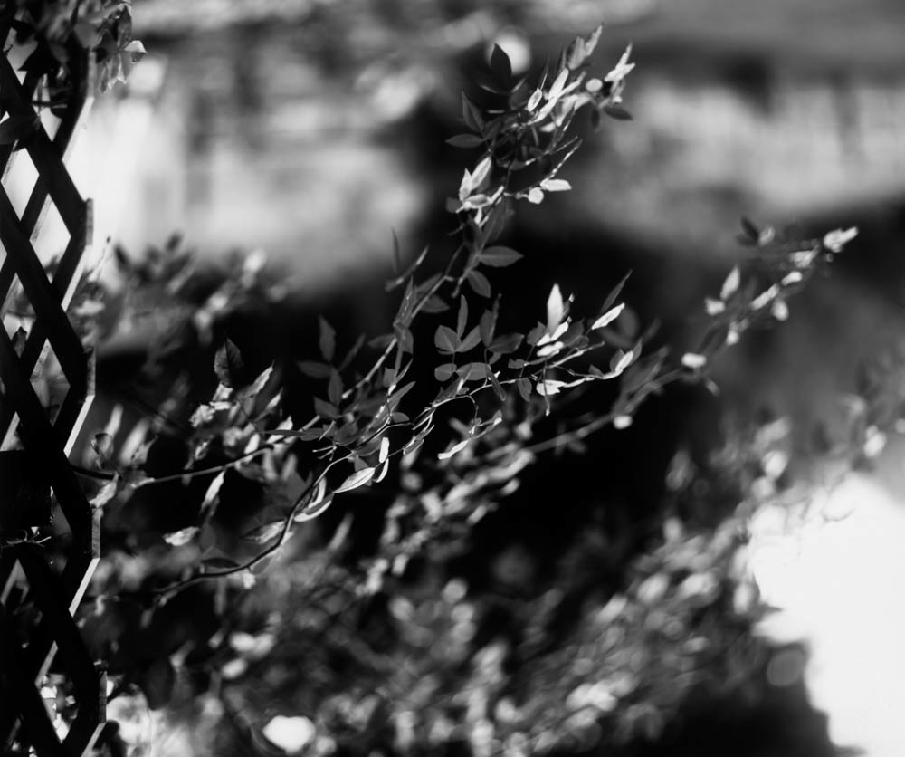 Trellis Rose In Light