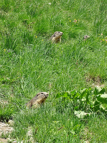 ...profiter du soleil printanier,après des mois d hibernation...