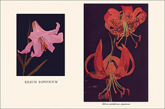 Garden Bulbs In Color (13), 1938/1945