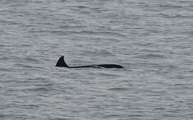 DSC05285a - boto-da-tainha Tursiops truncatus gephyreus, Cetaceae