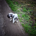 bramble bum