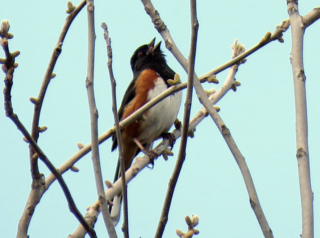 Eastern Towhee in the old deserted orchard