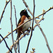 Eastern Towhee in the old deserted orchard