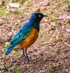 Superb starling