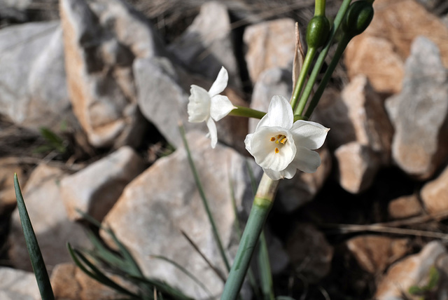 Narcissus dubius, Calanque de Morgiou