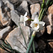 Narcissus dubius, Calanque de Morgiou