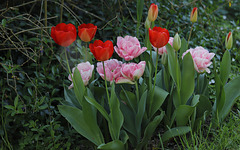 Tulipes du jardin