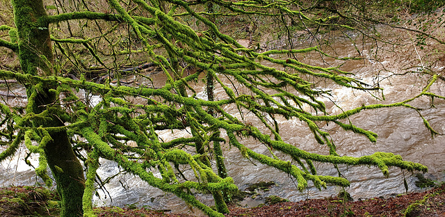 Mossy branch