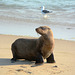 Namibia, The Brown Fur Seal on the Atlantic Coast