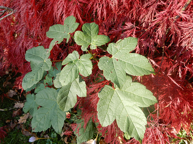 Herbstliche Kontraste