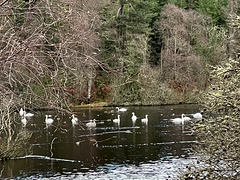 Swan colony on Loch Oire